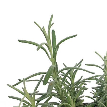 Lavender, 4in, English