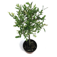 Load image into Gallery viewer, Willow, 6in, Pink Beauty
