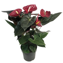 Load image into Gallery viewer, Anthurium, 8in, Delicate
