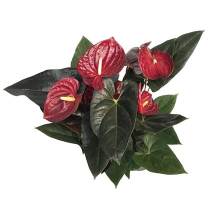 Anthurium, 8in, Delicate