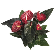 Load image into Gallery viewer, Anthurium, 8in, Delicate
