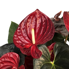 Load image into Gallery viewer, Anthurium, 8in, Delicate
