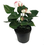 Anthurium, 8in, Elegance