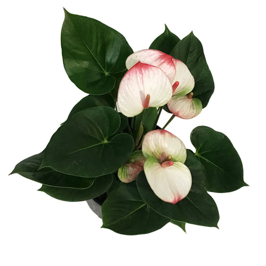Anthurium, 8in, Elegance