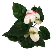 Load image into Gallery viewer, Anthurium, 4in, Elegance

