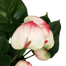 Load image into Gallery viewer, Anthurium, 4in, Elegance
