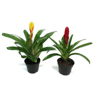 Bromeliad, 5in, Vriesea