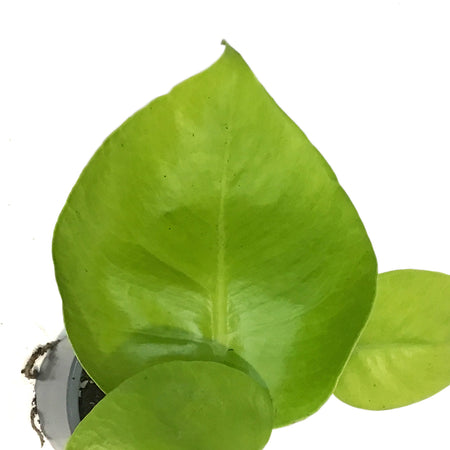 Monstera, 4in, Deliciosa Super Golden