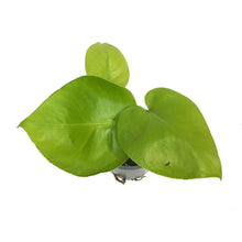 Load image into Gallery viewer, Monstera, 4in, Deliciosa Super Golden
