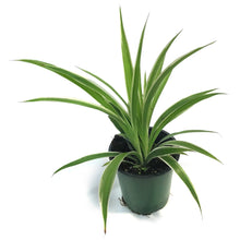 Load image into Gallery viewer, Spider Plant, 3.5in, Reversed Variegated
