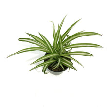 Load image into Gallery viewer, Spider Plant, 3.5in, Variegated
