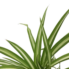 Load image into Gallery viewer, Spider Plant, 3.5in, Variegated
