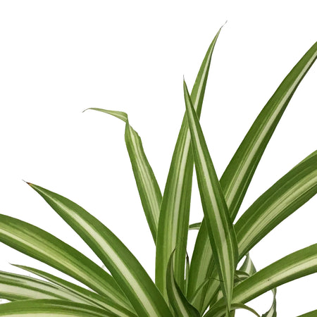 Spider Plant, 3.5in, Variegated