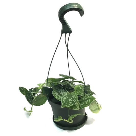 Pothos, 6in HB, Silver Satin