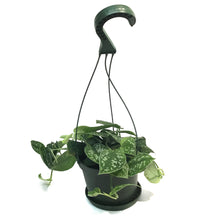 Load image into Gallery viewer, Pothos, 6in HB, Silver Satin
