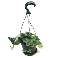 Pothos, 6in HB, Silver Satin