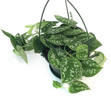 Load image into Gallery viewer, Pothos, 6in HB, Silver Satin
