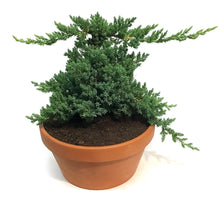 Load image into Gallery viewer, Bonsai, 7in, Juniper in Clay Pot
