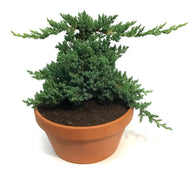 Bonsai, 7in, Juniper in Clay Pot