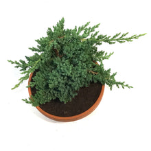 Load image into Gallery viewer, Bonsai, 7in, Juniper in Clay Pot
