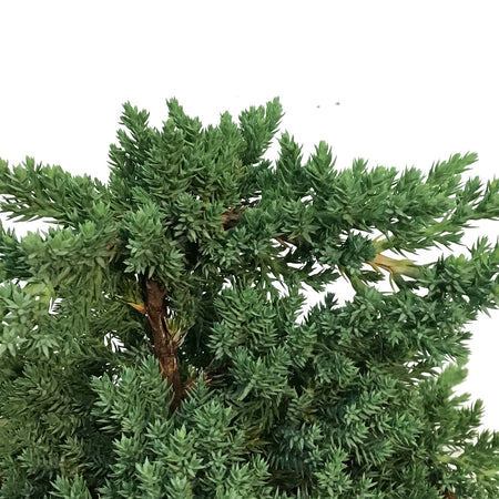 Bonsai, 7in, Juniper in Clay Pot
