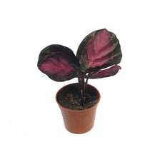 Load image into Gallery viewer, Calathea, 2.5in, Crimson
