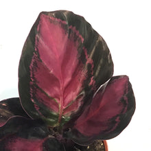 Load image into Gallery viewer, Calathea, 2.5in, Crimson
