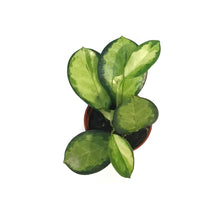 Load image into Gallery viewer, Hoya, 2.5in, Australis Lisa

