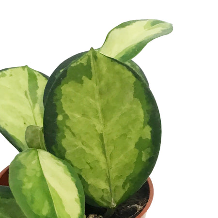 Hoya, 2.5in, Australis Lisa