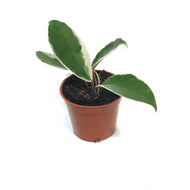 Hoya, 2.5in, Crimson Queen