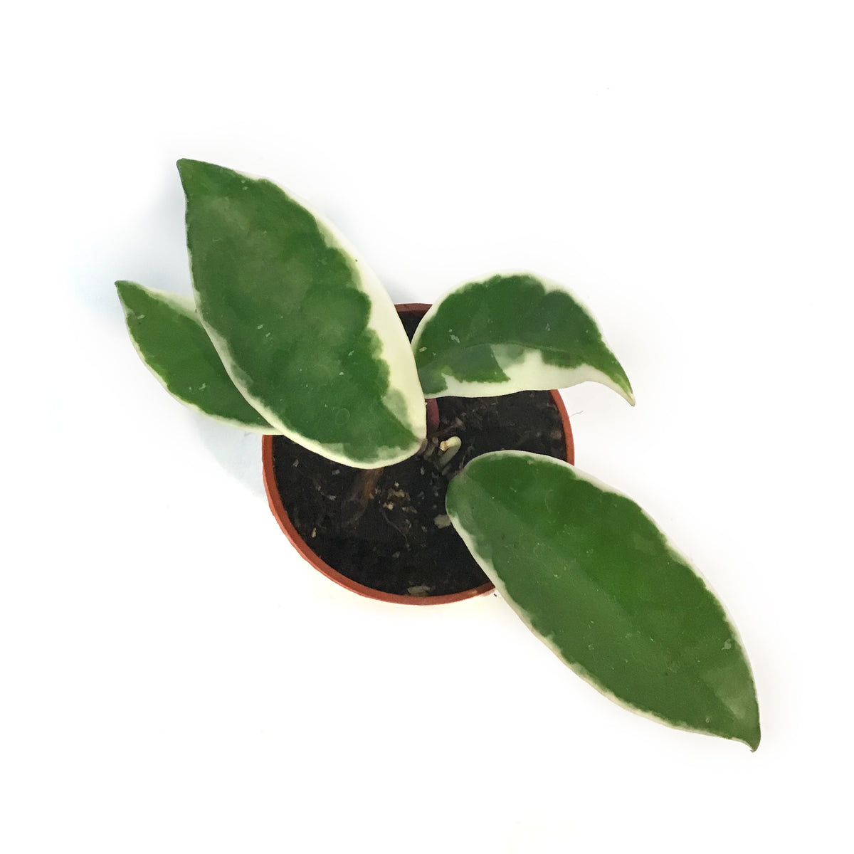 Hoya, 2.5in, Crimson Queen