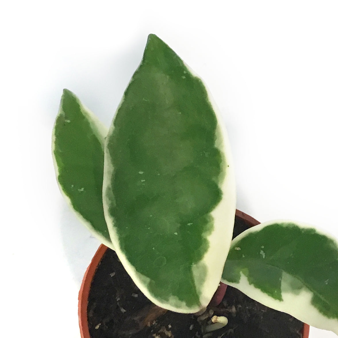 Hoya, 2.5in, Crimson Queen