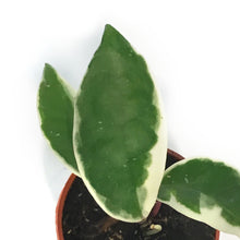 Load image into Gallery viewer, Hoya, 2.5in, Crimson Queen
