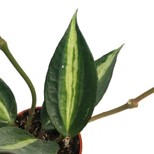 Load image into Gallery viewer, Hoya, 2.5in, Macrophylla Pot Of Gold
