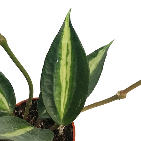 Hoya, 2.5in, Macrophylla Pot Of Gold