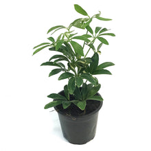 Load image into Gallery viewer, Schefflera, 4in, Moon Drop
