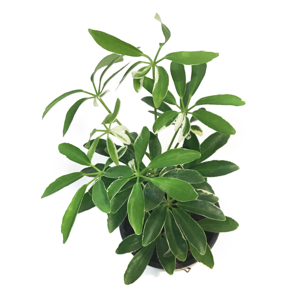 Schefflera, 4in, Moon Drop