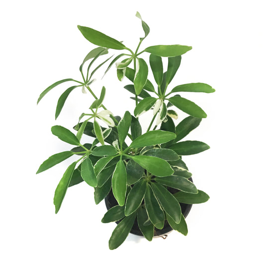 Schefflera, 4in, Moon Drop