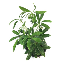 Load image into Gallery viewer, Schefflera, 4in, Moon Drop
