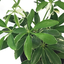 Load image into Gallery viewer, Schefflera, 4in, Moon Drop
