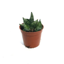 Load image into Gallery viewer, Sansevieria, 2.5in, Dwarf Boncel

