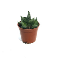 Sansevieria, 2.5in, Dwarf Boncel