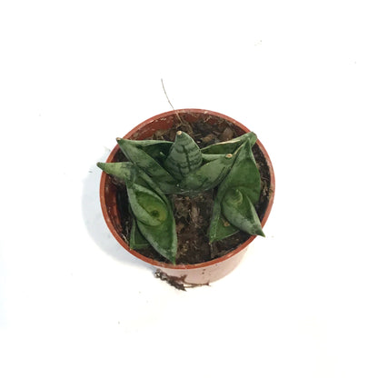 Sansevieria, 2.5in, Dwarf Boncel