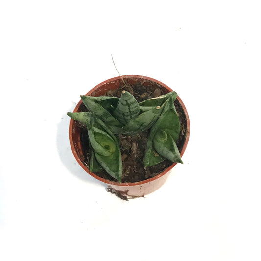 Sansevieria, 2.5in, Dwarf Boncel