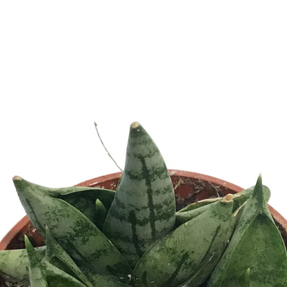 Sansevieria, 2.5in, Dwarf Boncel