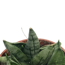 Load image into Gallery viewer, Sansevieria, 2.5in, Dwarf Boncel
