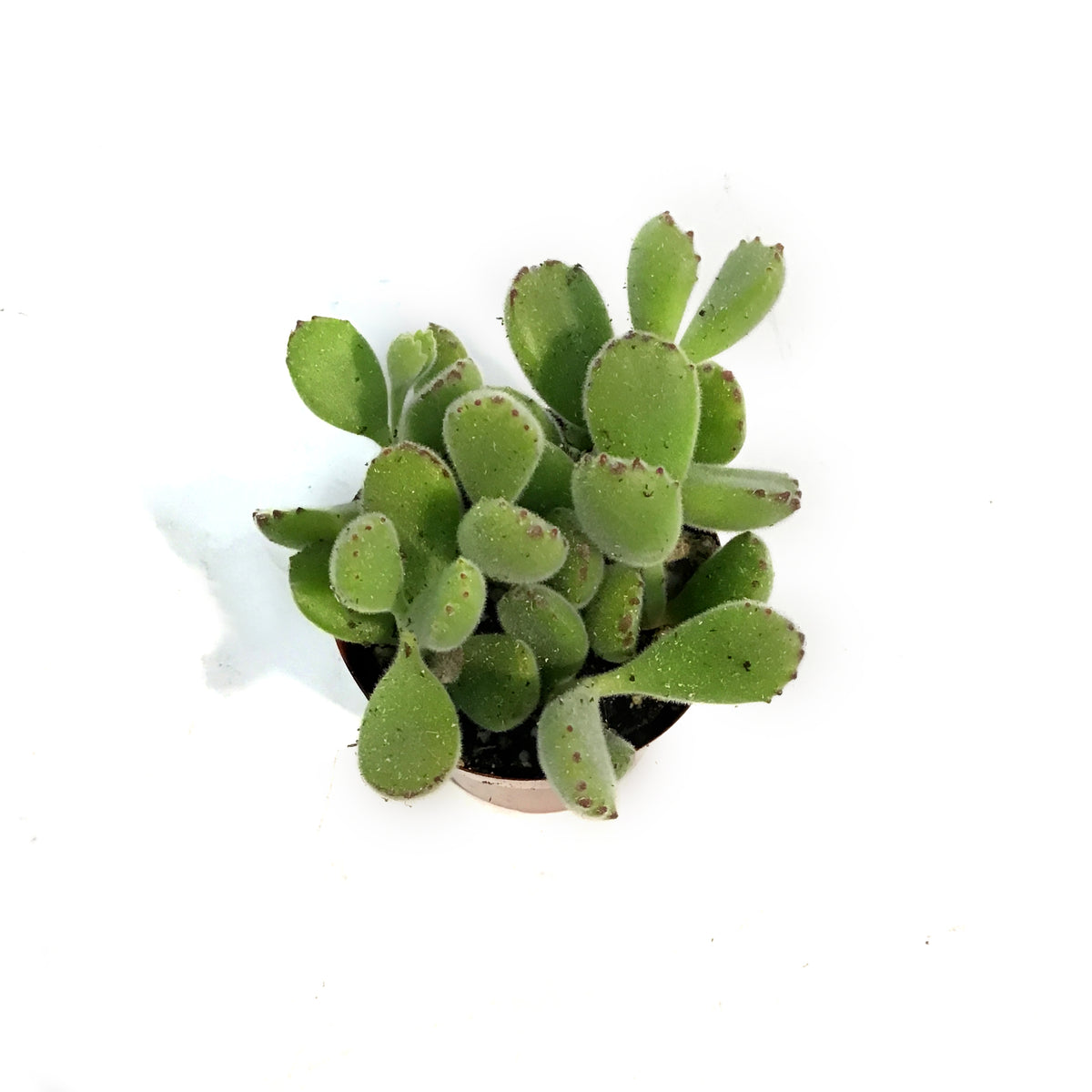 Succulent, 3in, Cotyledon Bear's Paw