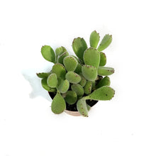 Load image into Gallery viewer, Succulent, 3in, Cotyledon Bear's Paw
