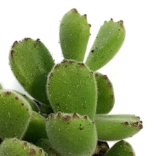 Load image into Gallery viewer, Succulent, 3in, Cotyledon Bear's Paw
