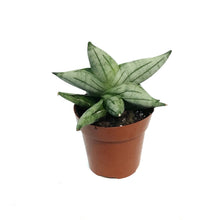 Load image into Gallery viewer, Sansevieria, 3in, Bonjii
